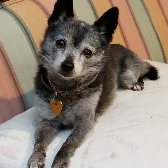 Vintage and gently used coats and jackets coming - Picture 5 of 8